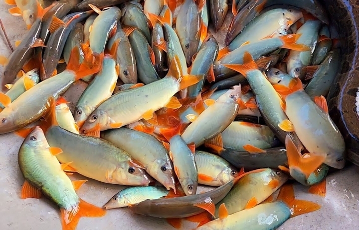 Cá heo kho lạt miền Tây