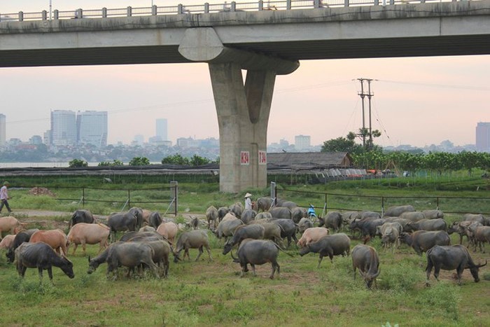 Cấm nuôi gia súc đô thị