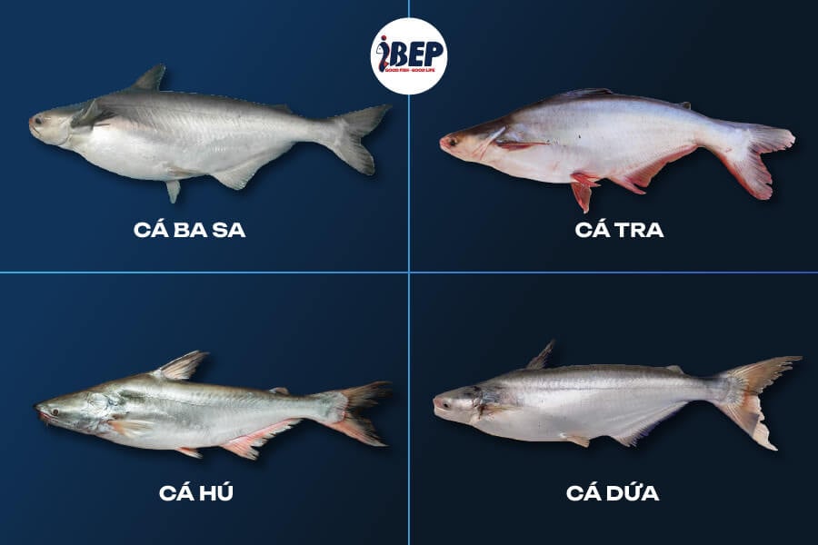Phân biệt cá tra và cá basa