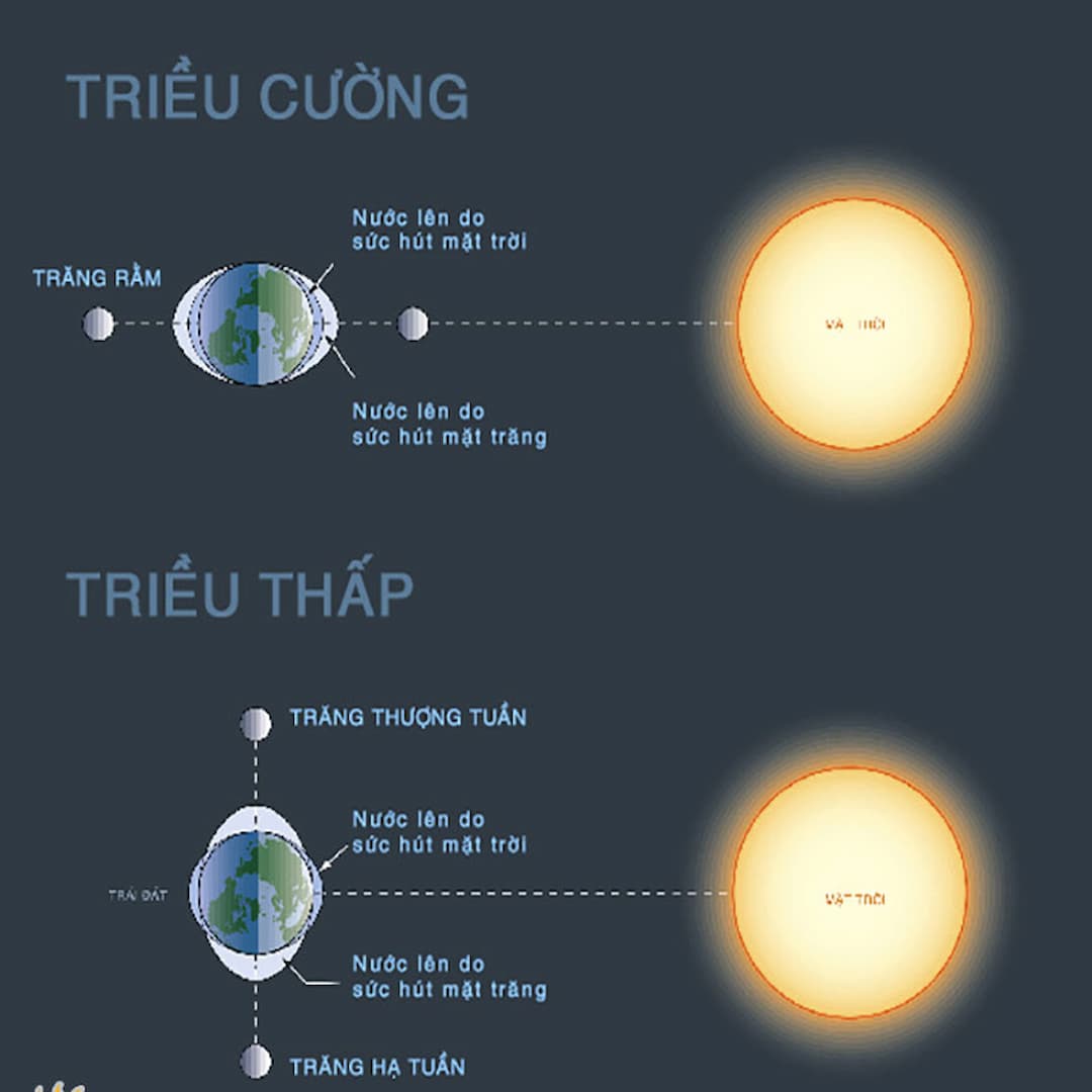Phân biệt các loại triều