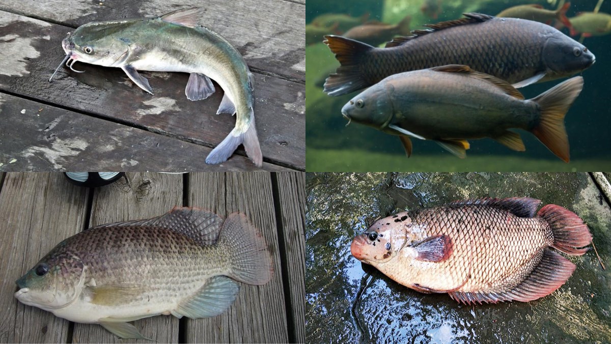 So sánh cá nước ngọt và cá biển