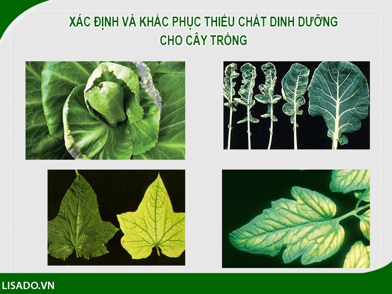 So sánh cây thiếu chất
