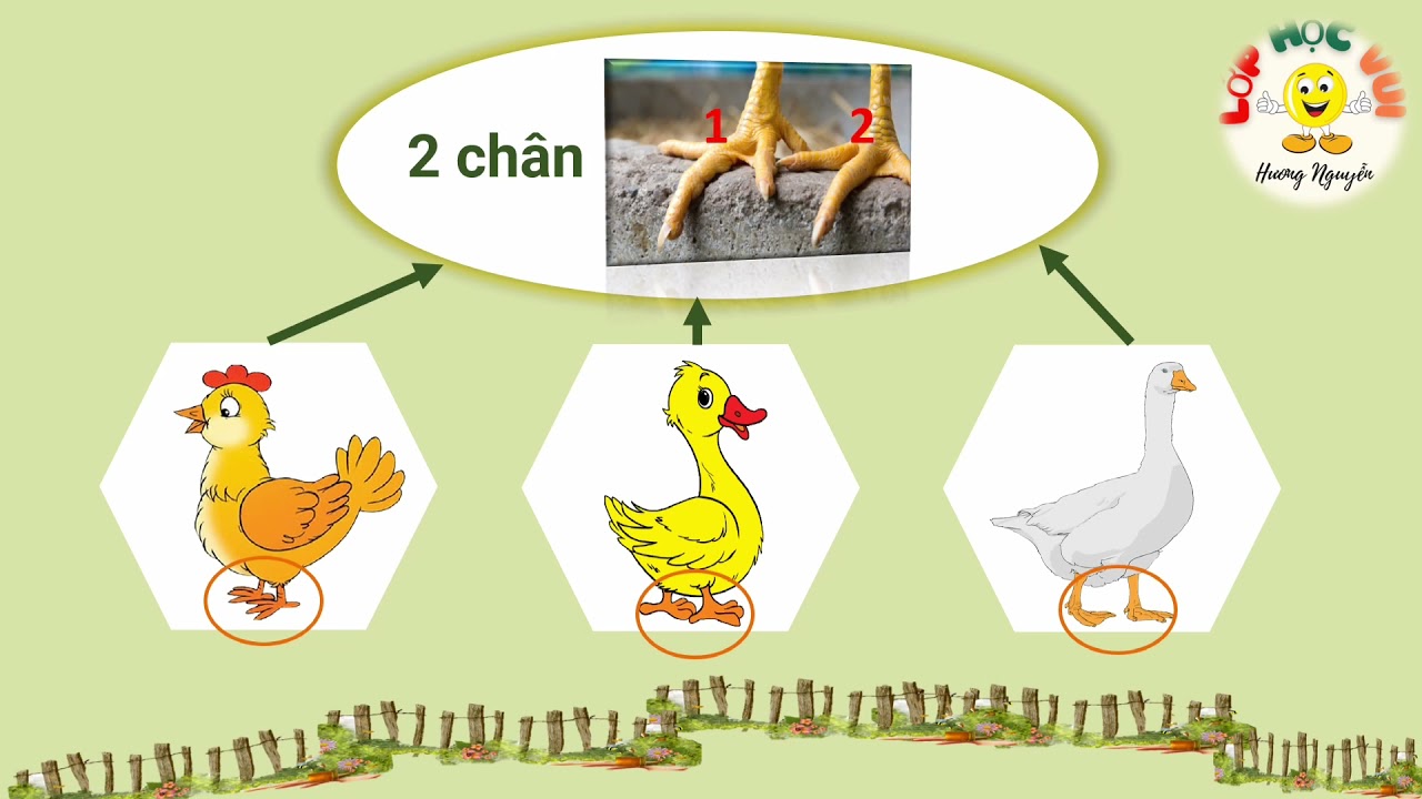 So sánh gia súc và gia cầm