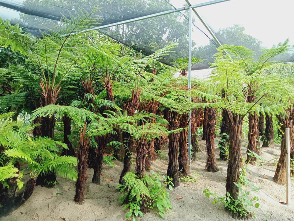 Thị trường dương xỉ cổ đại