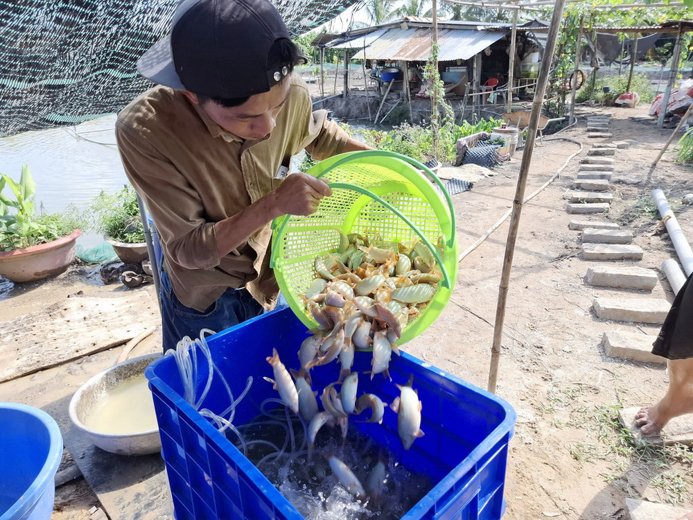 Thu hoạch cá heo mùa lũ