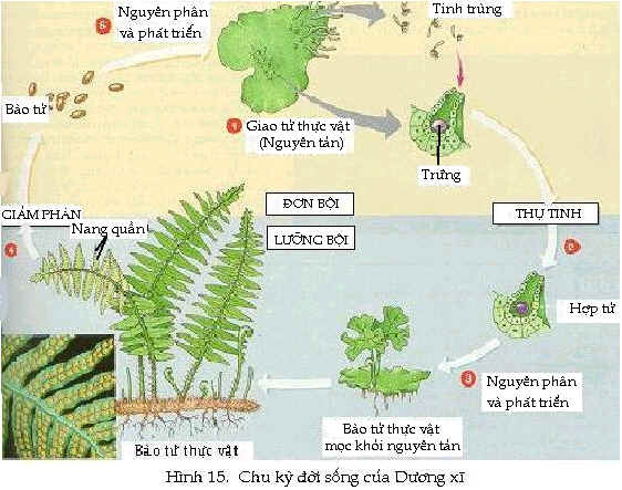 Tiến hóa của thực vật