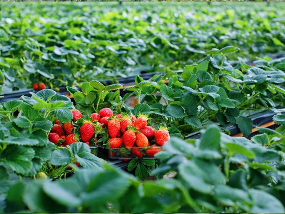 Vườn rau ôn đới Đà Lạt