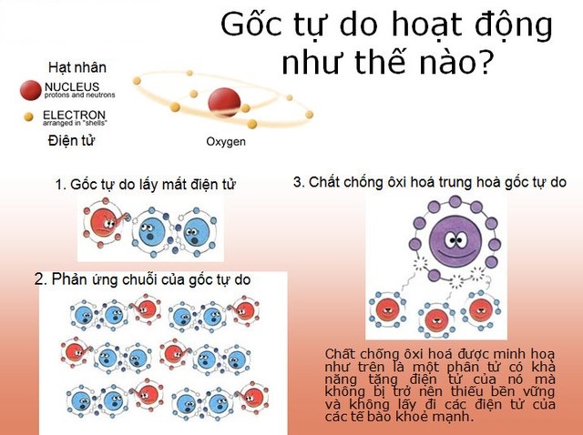 Cơ chế gốc tự do